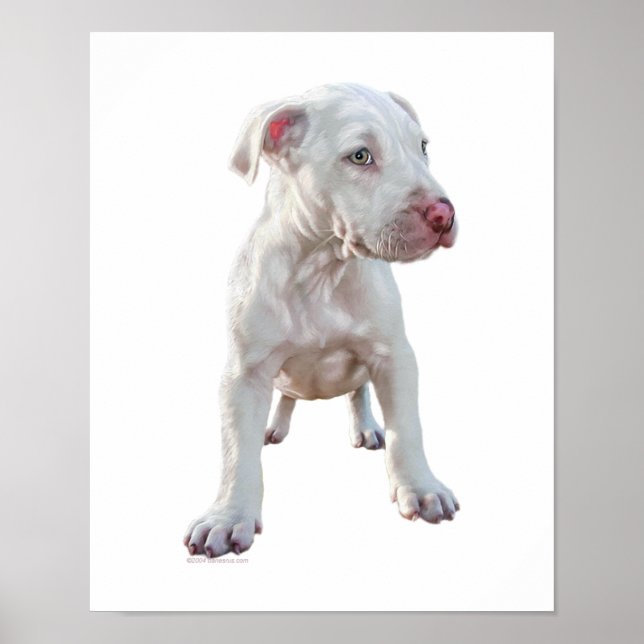 White Pitbull Puppy Poster (Front)