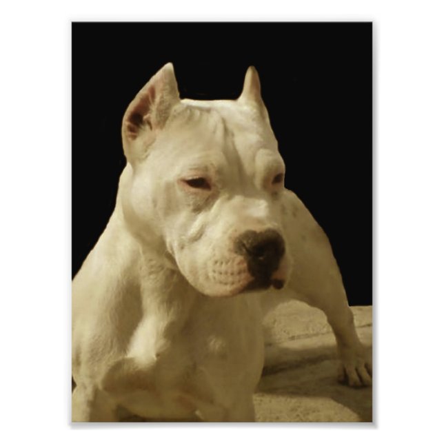 White Pitbull Terrier Photo Print (Front)
