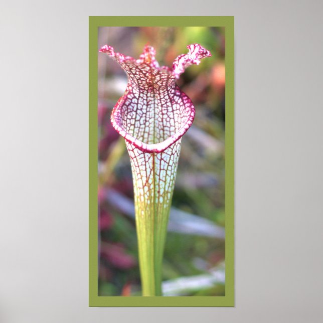 White Pitcher Plant Photo Poster (Front)