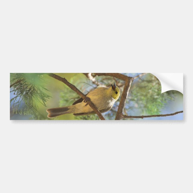 White-plumbed Honeyeater Bumper Sticker (Front)