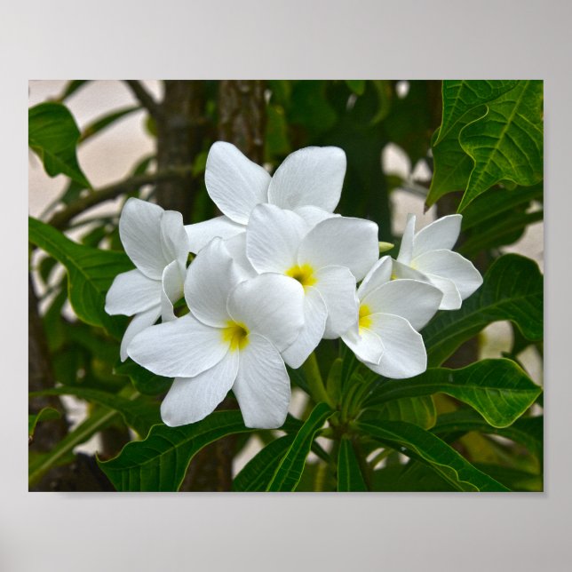 White Plumeria Blossoms Poster (Front)