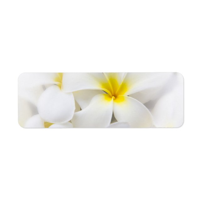 White Plumeria Flower Frangipani Floral Flowers (Front)