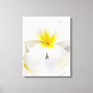White Plumeria Flower Frangipani Floral Flowers Canvas Print