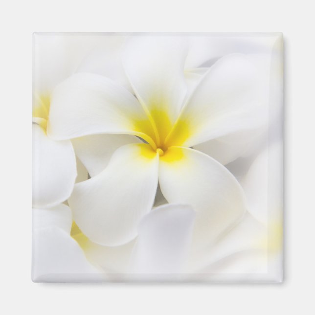 White Plumeria Flower Frangipani Floral Flowers Magnet (Front)