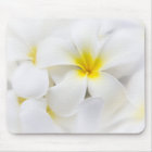 White Plumeria Flower Frangipani Floral Flowers