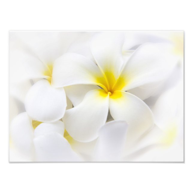 White Plumeria Flower Frangipani Floral Flowers Photo Print (Front)