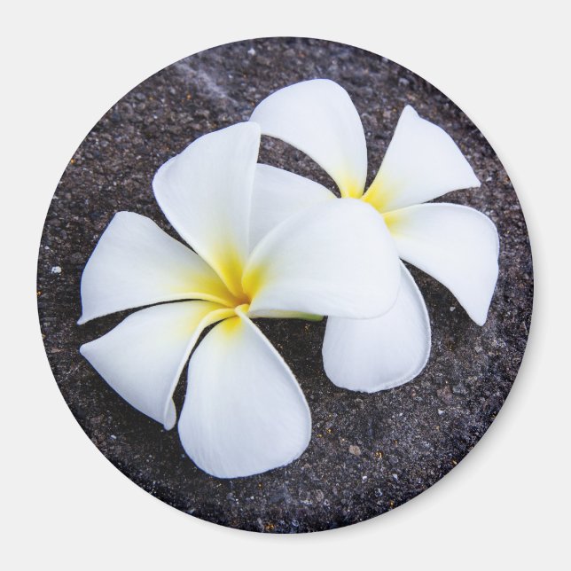 White Plumeria Flower Frangipani Floral Lava Rock Magnet (Front)