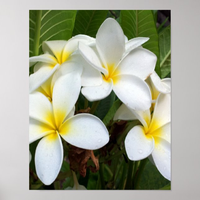 White Plumeria Flower Poster (Front)