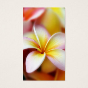 White Plumeria Frangipani Hawaii Flower Hawaiian