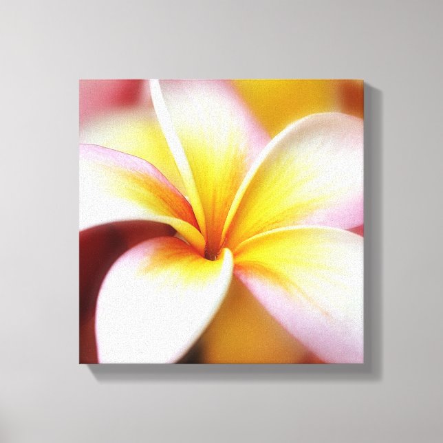 White Plumeria Frangipani Hawaii Flower Hawaiian Canvas Print (Front)