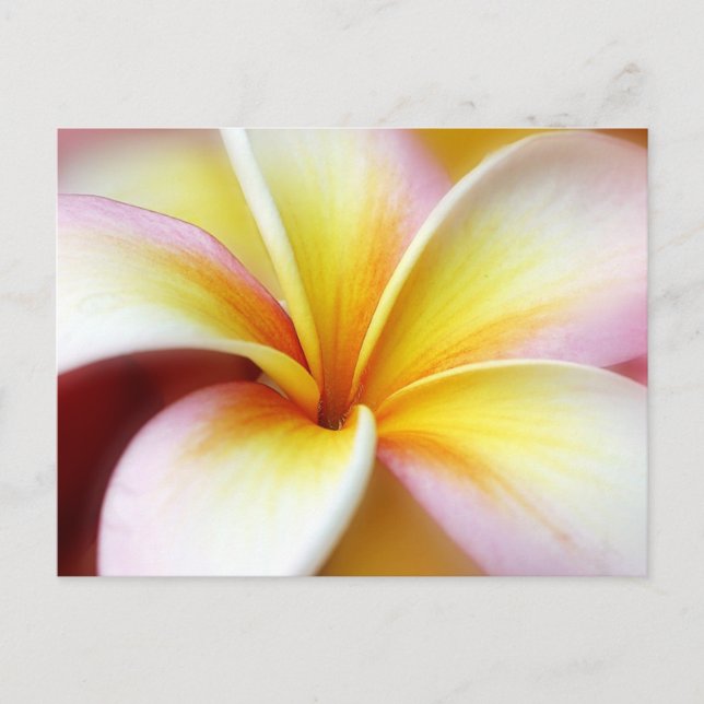 White Plumeria Frangipani Hawaii Flower Hawaiian Postcard (Front)