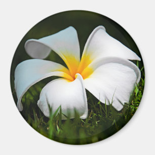 White Plumeria Frangipani Hawaii Flower Magnet