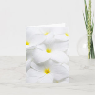 White Plumeria Frangipani Hawaiian Tropical Flower Card