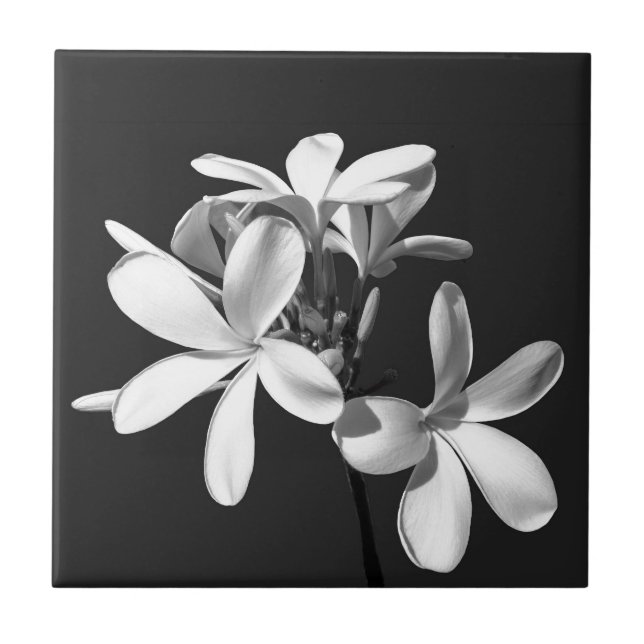 White Plumeria in full bloom Tile (Front)