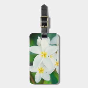 White Plumeria Luggage Tag