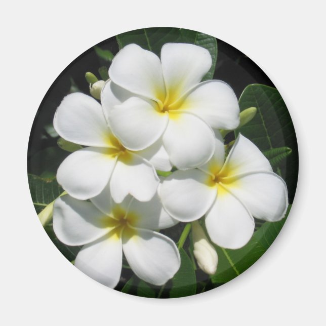 White Plumeria on Magnet (Front)