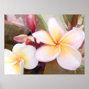 White Plumeria Poster