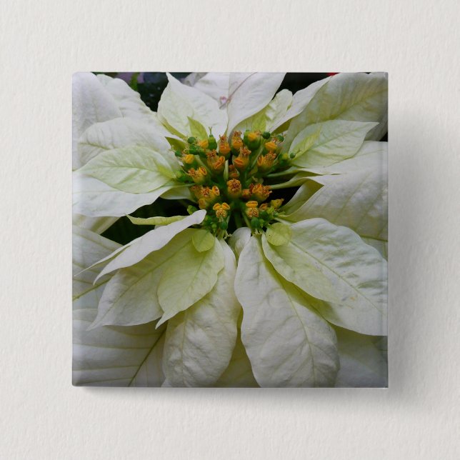 White Poinsettia Elegant Christmas Holiday Floral 15 Cm Square Badge (Front)