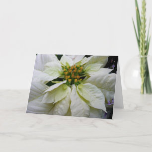 White Poinsettia Elegant Christmas Holiday Floral Card
