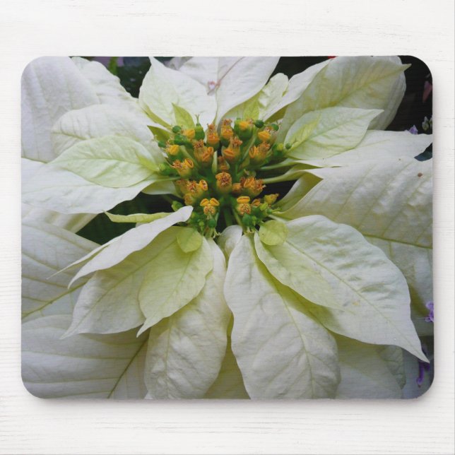 White Poinsettia Elegant Christmas Holiday Floral Mouse Pad (Front)