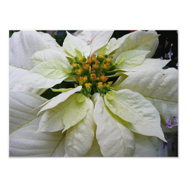White Poinsettia Elegant Christmas Holiday Floral Photo Print (Front)