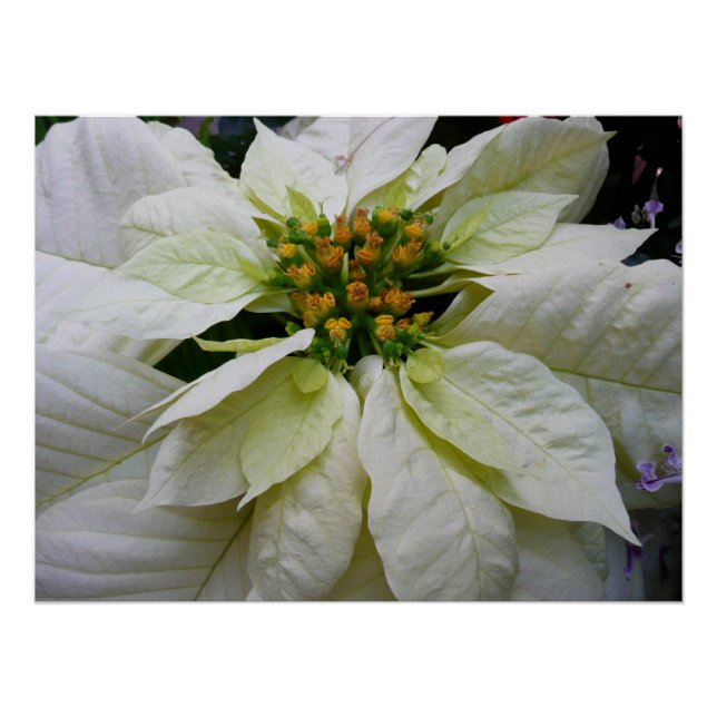 White Poinsettia Elegant Christmas Holiday Floral Poster (Front)