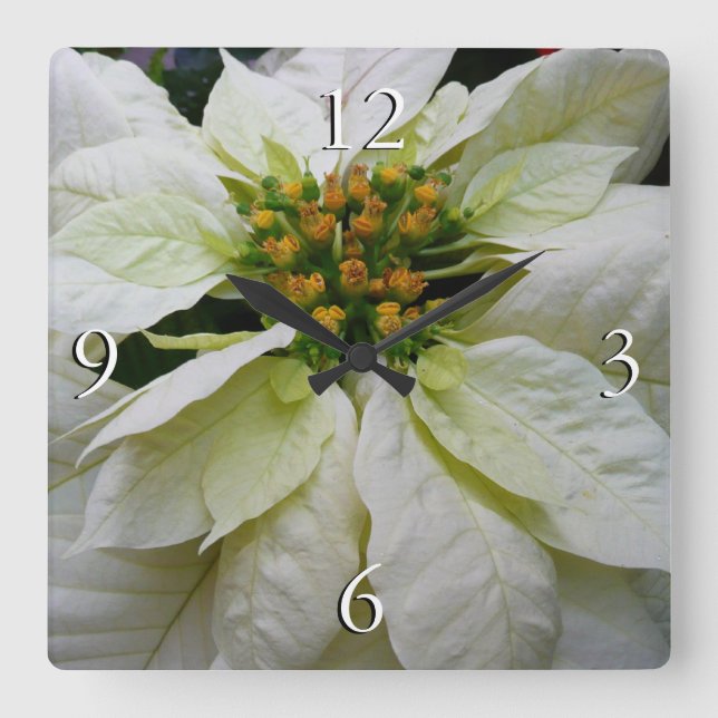 White Poinsettia Elegant Christmas Holiday Floral Square Wall Clock (Front)