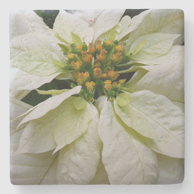 White Poinsettia Elegant Christmas Holiday Floral Stone Coaster (Front)