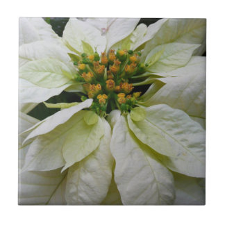White Poinsettia Elegant Christmas Holiday Floral Tile