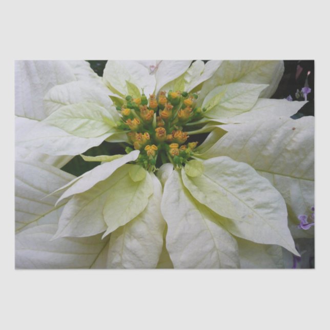 White Poinsettia Elegant Christmas Holiday Floral Tissue Paper (Front)