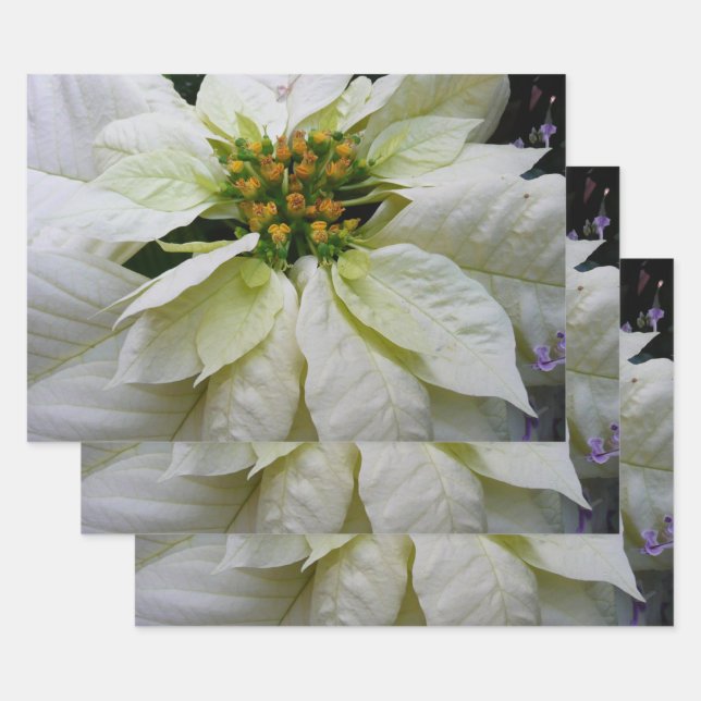 White Poinsettia Elegant Christmas Holiday Floral Wrapping Paper Sheet (Set)