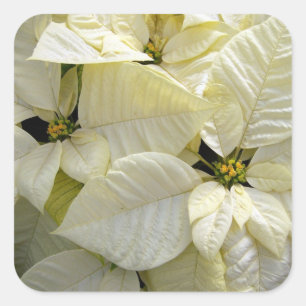 White Poinsettia Large Square Sticker