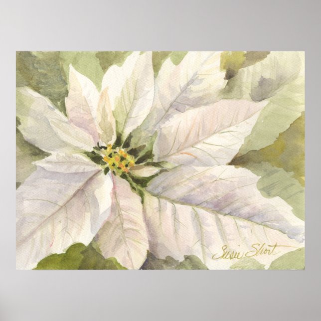 White Poinsettia Poster (Front)