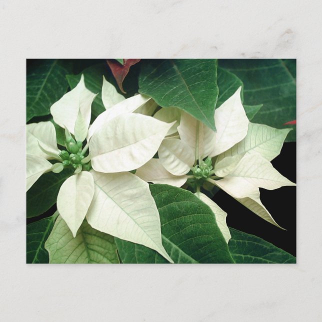 White Poinsettias Postcard (Front)
