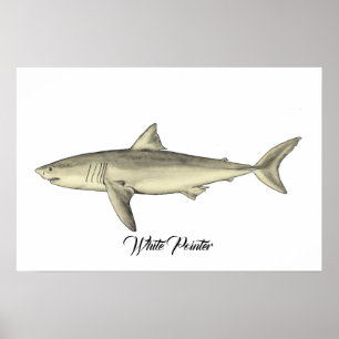 White Pointer Shark Poster
