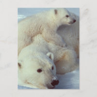 White Polar Bear family