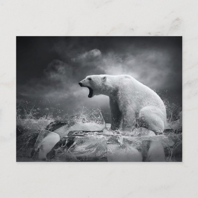 White Polar Bear Hunter on the Ice in water Postcard (Front)