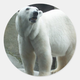 White Polar Bear Sticker