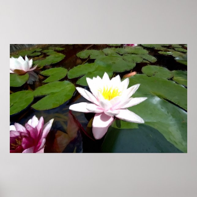 White pond rose poster (Front)