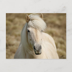 White Pony Postcard