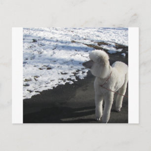 White Poodle by the Snow Postcard
