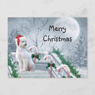 White Poodle Christmas Postcard
