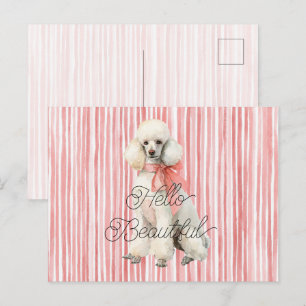 White Poodle Dog Hello Beautiful Postcard