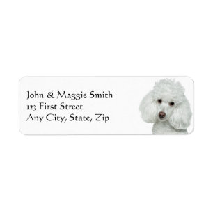 White Poodle Dog Pet Animal