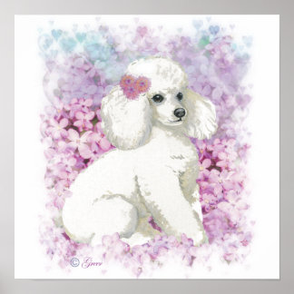 White Poodle in Lilacs Poster Print