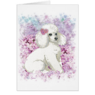 White Poodle in the Lilacs Art and Gifts
