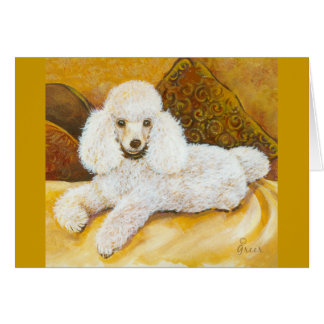 White Poodle Portrait