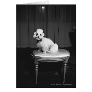 White poodle sitting on stool B&W
