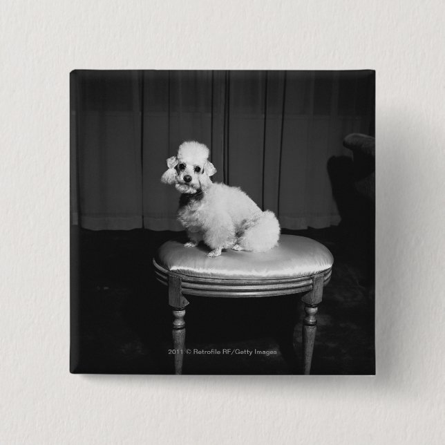 White poodle sitting on stool B&W 15 Cm Square Badge (Front)