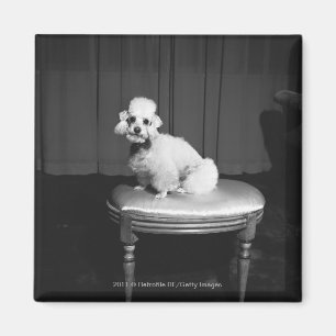 White poodle sitting on stool B&W Magnet